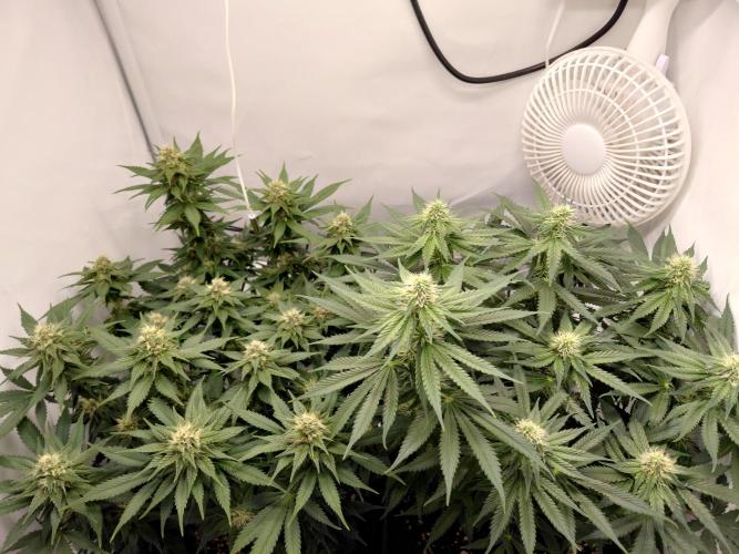 Han Solo Grow's. Week 9