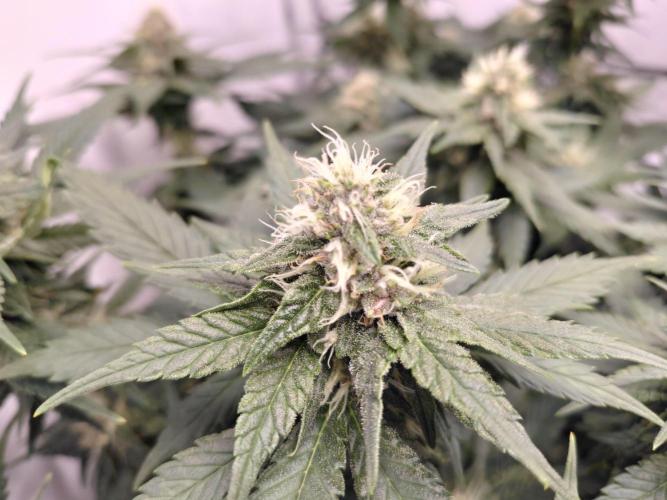 Han Solo Grow's. Week 9