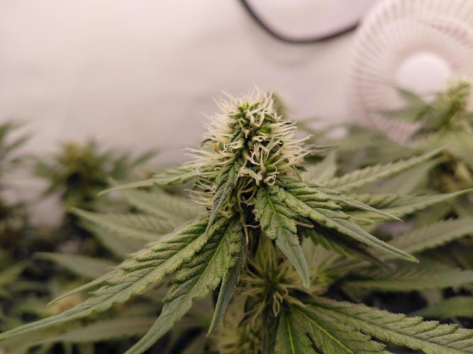 Han Solo Grow's. Week 9