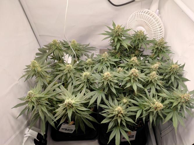 Han Solo Grow's. Week 9