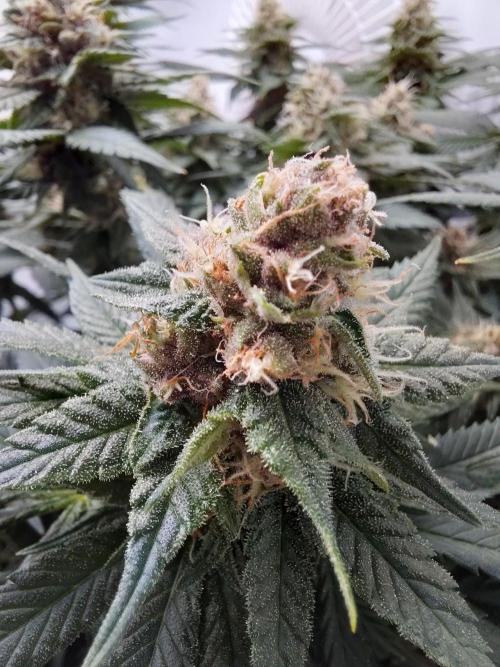 Han Solo Grow's. Week 9