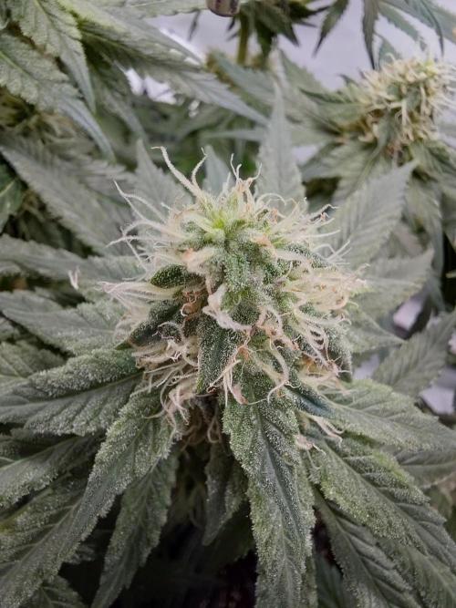 Han Solo Grow's. Week 9