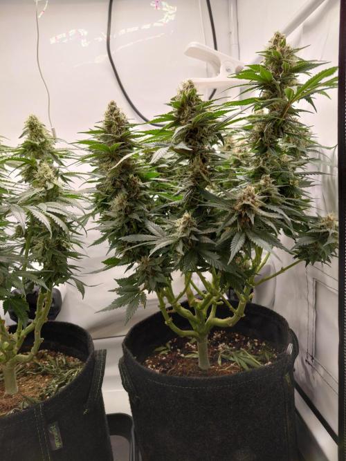 Han Solo Grow's. Week 10