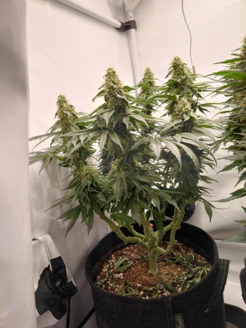 Han Solo Grow's. Week 10