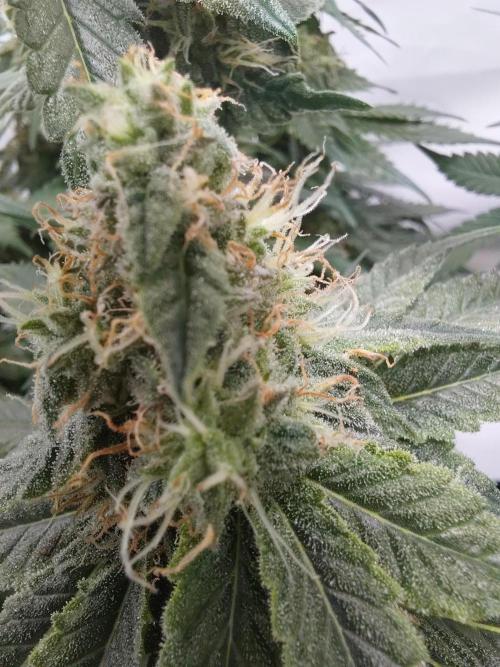 Han Solo Grow's. Week 10