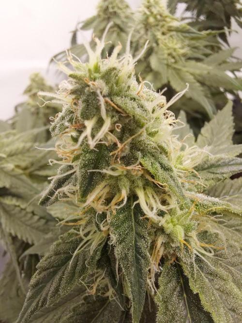 Han Solo Grow's. Week 10