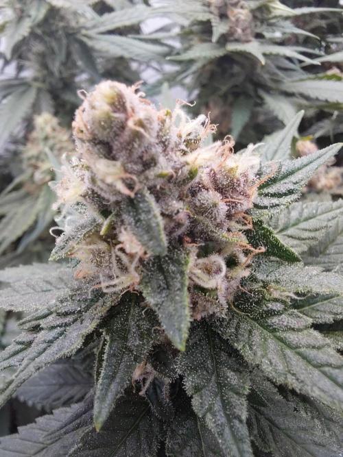 Han Solo Grow's. Week 10
