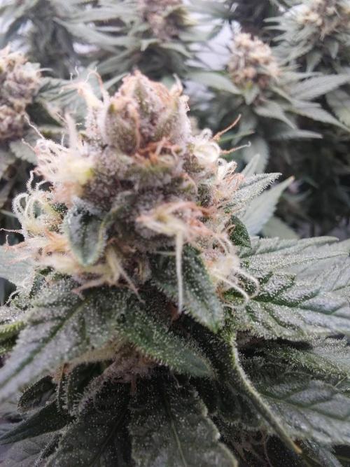Han Solo Grow's. Week 10