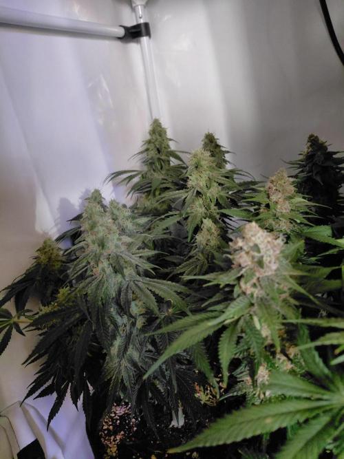 Han Solo Grow's. Week 11