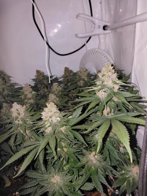 Han Solo Grow's. Week 11