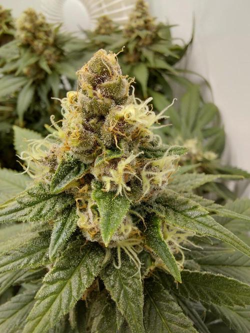 Han Solo Grow's. Week 11