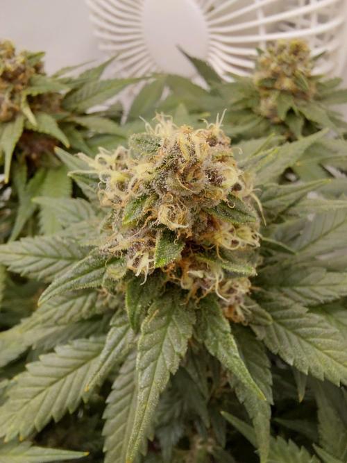 Han Solo Grow's. Week 11