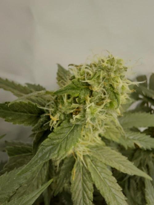 Han Solo Grow's. Week 11