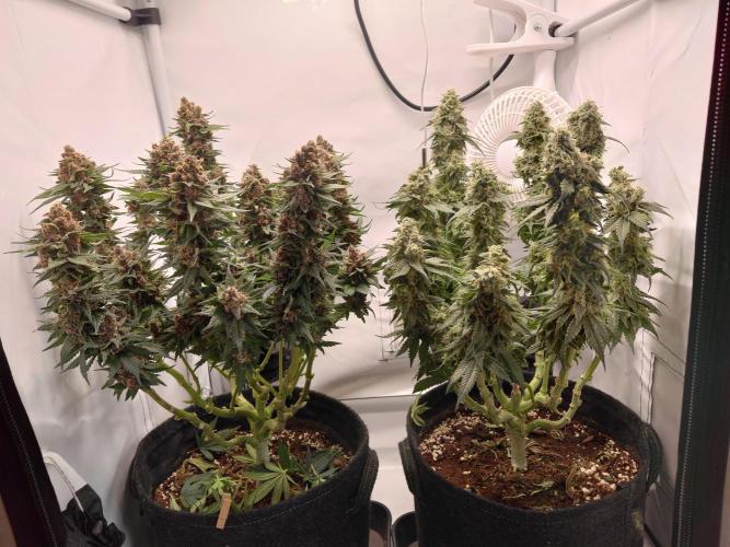 Han Solo Grow's. Week 12