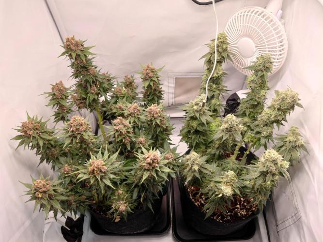 Han Solo Grow's. Week 12