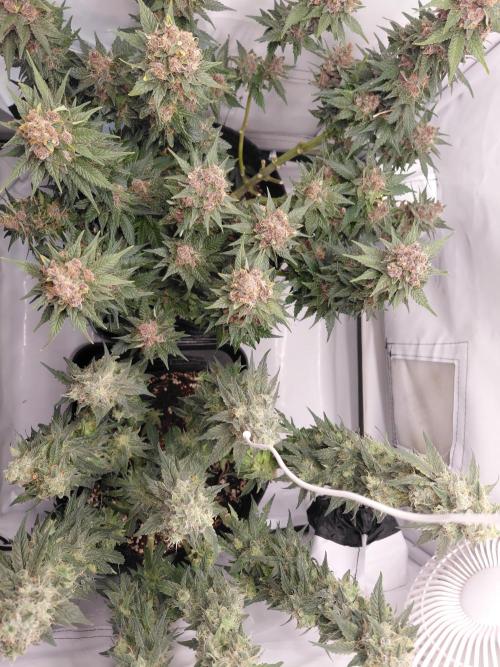 Han Solo Grow's. Week 12