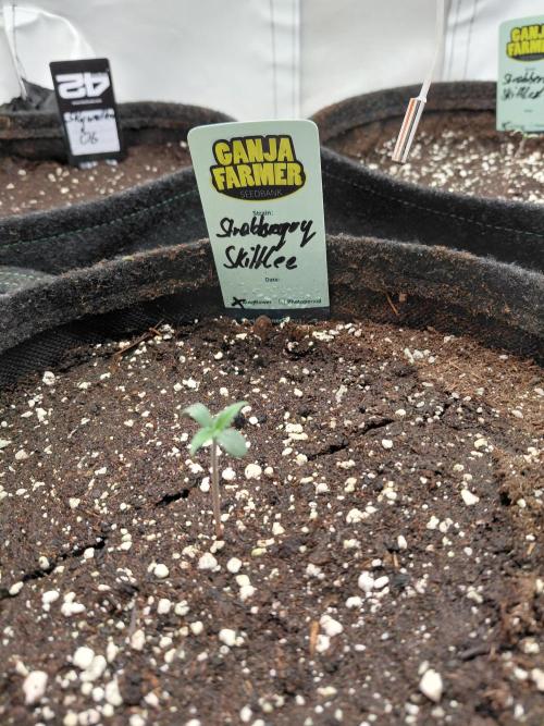 Ganja Farmer Automatics. Week 0