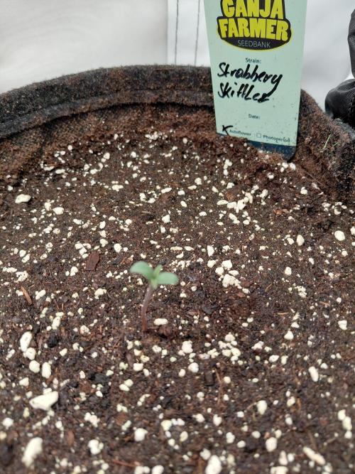 Ganja Farmer Automatics. Week 0