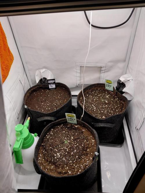 Ganja Farmer Automatics. Week 0