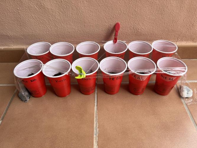 Mixed run. Week 0 - Cups