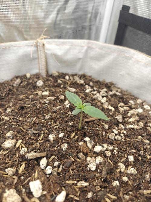 First Grow. Week 0