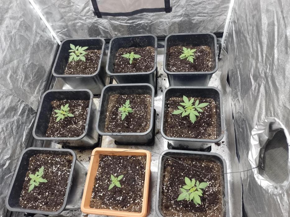 PamirG. Week 2 - 14.12.2025