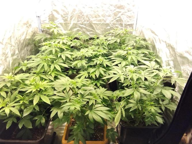 PamirG. Week 8 - 30.1 Mini update dievčatá sa už pozbierali vyzerá že to bude slušná džungľa..