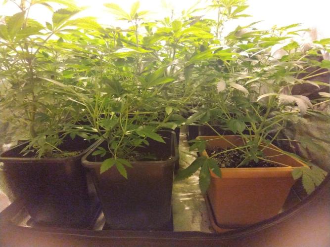 PamirG. Week 9 - už ma svrbia ruky na defo :D