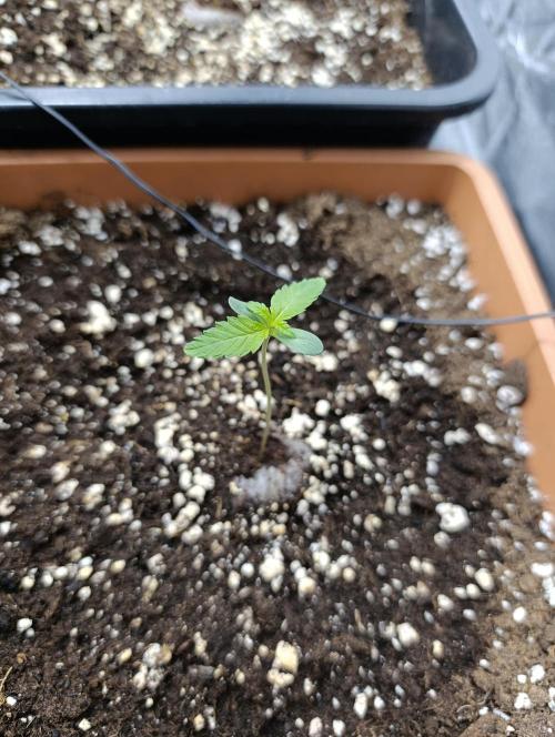 400Watt High Kick. Week 1 - papaya sherbet 