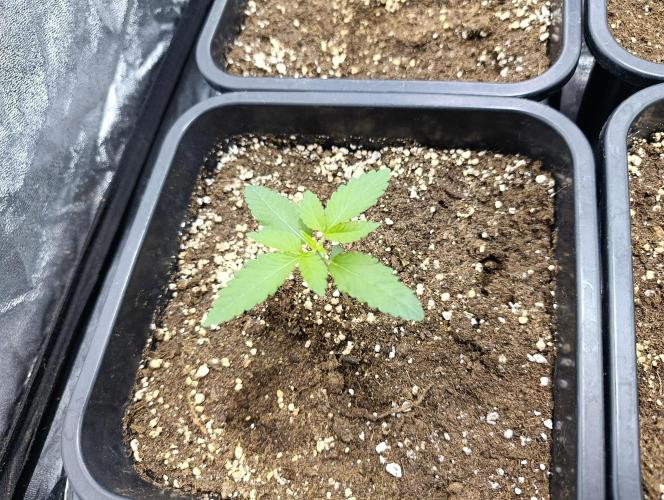 400Watt High Kick. Week 2