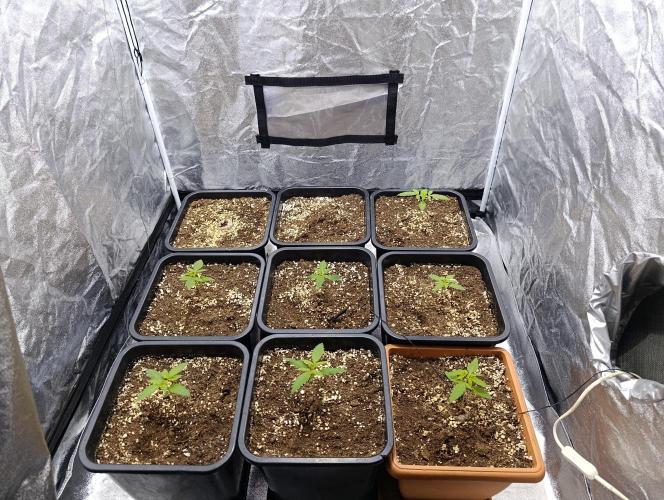 400Watt High Kick. Week 2