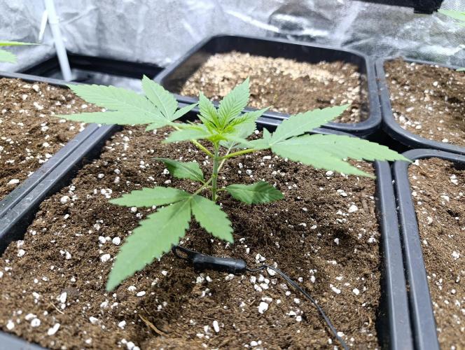 400Watt High Kick. Week 3 - Melonade Runtz