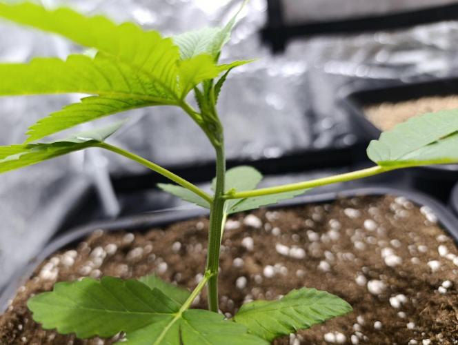 400Watt High Kick. Week 3 - 1 z 3 melonade rastie trošku divne dúfam že neplánuje dajaky prevrat, bude od teraz pod drobnohľadom