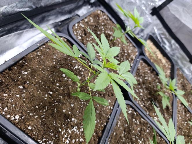 400Watt High Kick. Week 3 - CocoBang