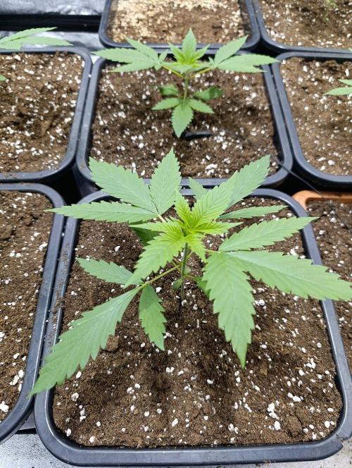 400Watt High Kick. Week 3 - Lemon Gazzy