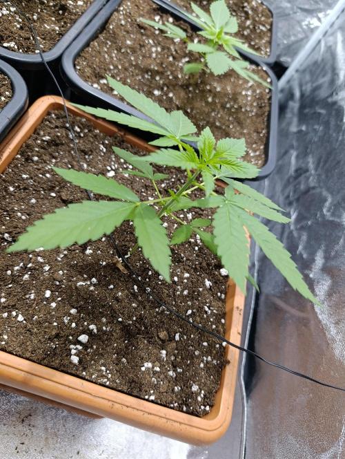 400Watt High Kick. Week 3 - Papaya Sherbet 