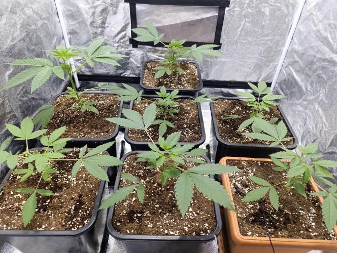 400Watt High Kick. Week 4
