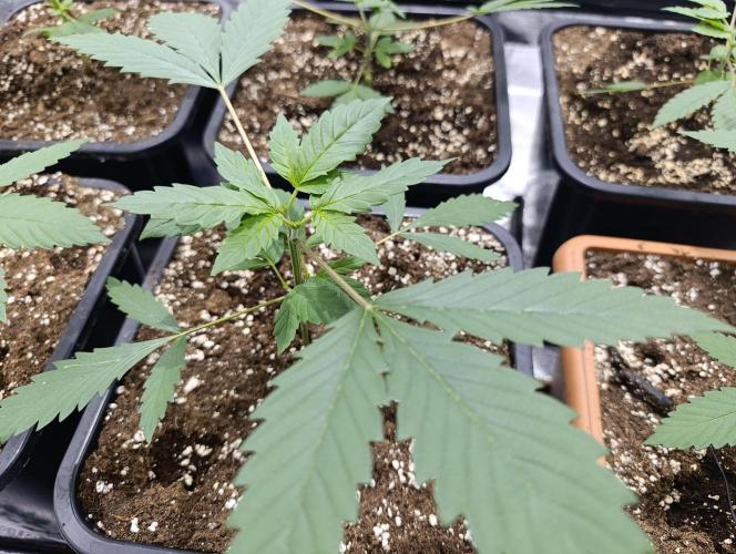 400Watt High Kick. Week 4 - Lemon Gazzy