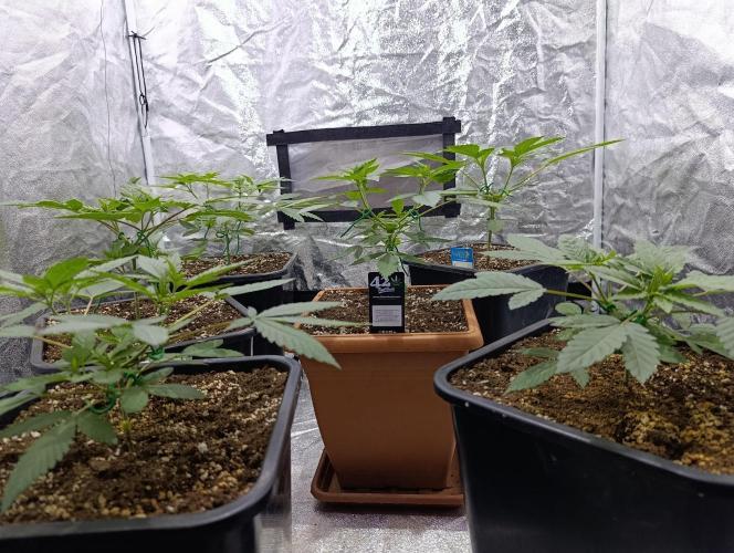 400Watt High Kick. Week 5