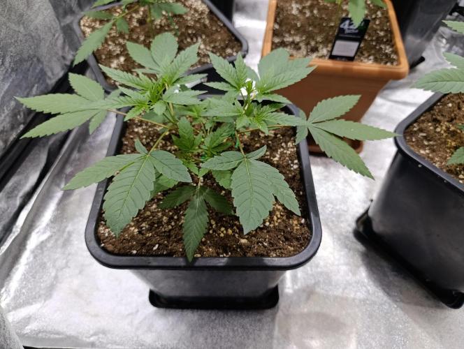 400Watt High Kick. Week 5 - Melonade Runtz č.1