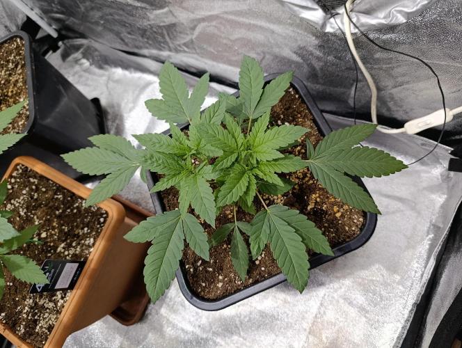 400Watt High Kick. Week 5 - Melonade Runtz č.2