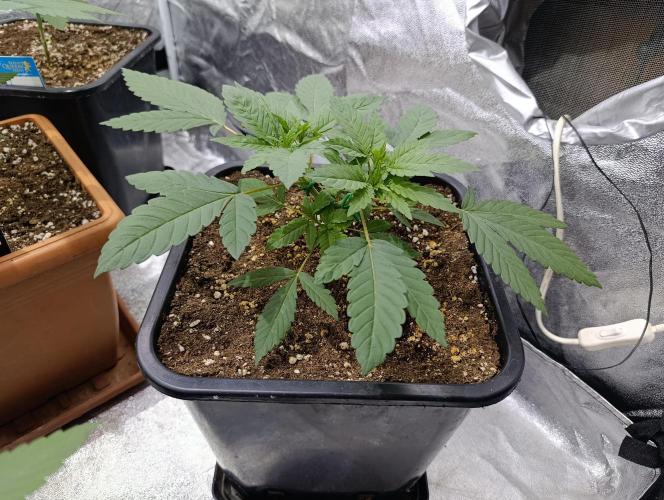 400Watt High Kick. Week 5 - Melonade Runtz č.2