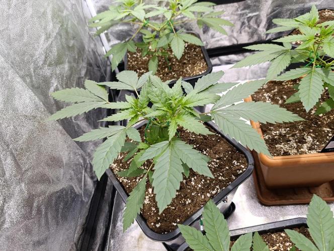 400Watt High Kick. Week 5 - Lemon Gazzy 
