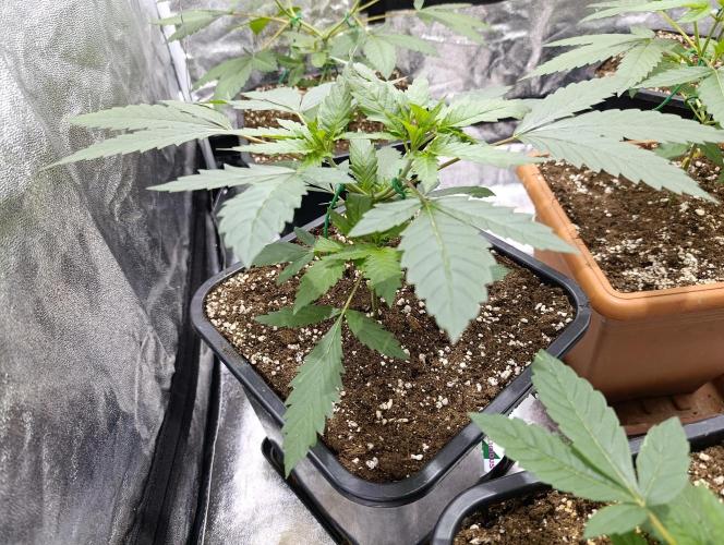 400Watt High Kick. Week 5 - Lemon Gazzy 