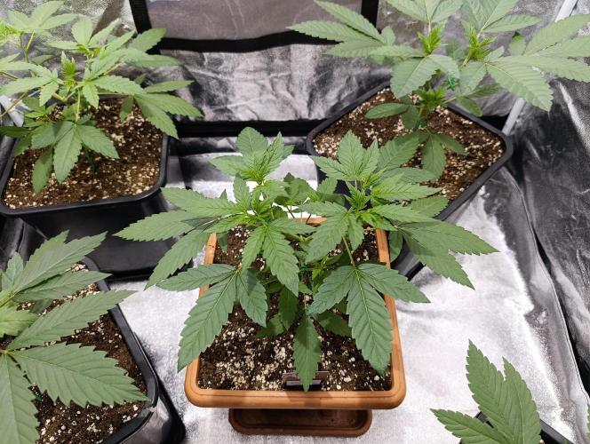 400Watt High Kick. Week 5 - Papaya Sherbet 