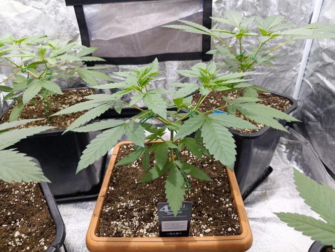 400Watt High Kick. Week 5 - Papaya Sherbet 