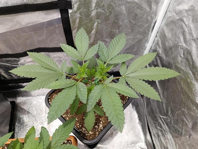 400Watt High Kick. Week 5 - Sunday Punch 
