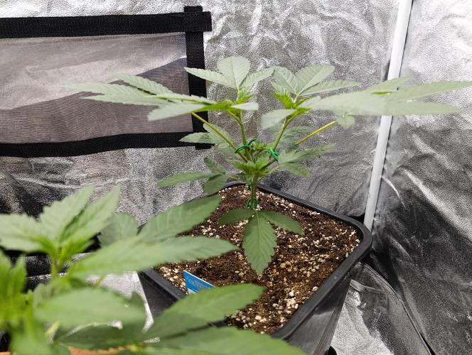 400Watt High Kick. Week 5 - Sunday Punch 