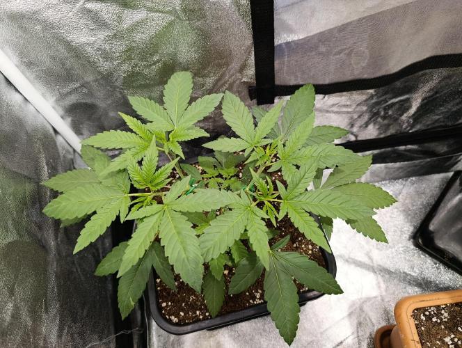 400Watt High Kick. Week 5 - ChocoBang
