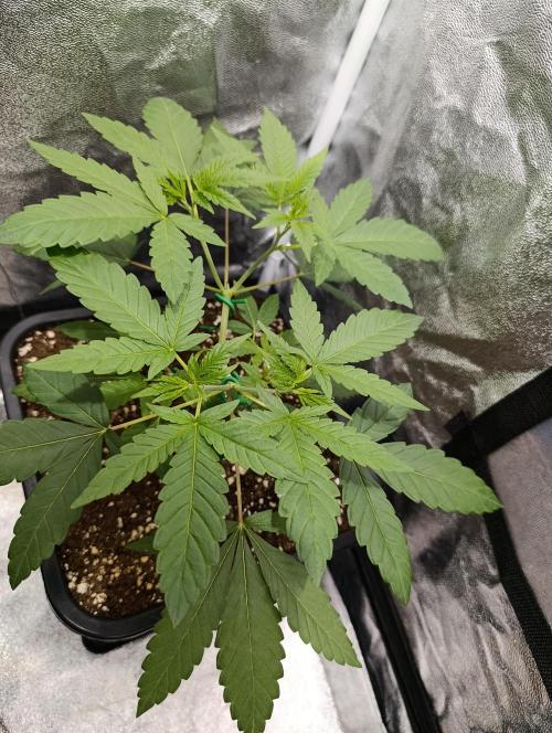 400Watt High Kick. Week 5 - ChocoBang